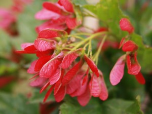 Acer ginnala (‘Betzam’) Beethoven™