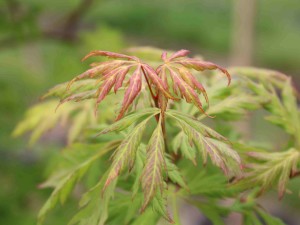 Acer circinatum ‘Monroe’