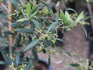 Olea europaea ‘Arbequina’