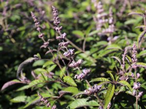 Vitex x ‘Bailtexone’ Flip Side®