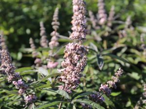Vitex angus-castus ‘V07-SC-OP-4’ Pink Pinnacle™